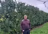 <em class="placeholder">Patrice Blanchet, agriculteur et pomiculteur en Haute-Vienne, pose devant son verger. Les pommiers sont protégés par des filets. </em>