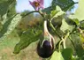 <em class="placeholder">Une aubergine en train de pousser. </em>