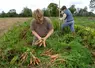 <em class="placeholder">Cueillette de carottes bio et confection de bottes, dans un champ dans le Calvados, en France. </em>