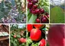 <em class="placeholder">Montage photo représentant des myrtilles, des cerises, un verger de pommes, des pêches en magasins et des pommes sur une branche de pommier. </em>