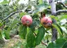 <em class="placeholder">Attaque de tavelure sur des jeunes fruits de la variété Gala.</em>