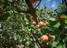 <em class="placeholder">Zoom sur des abricots sur leurs branches, dans un verger d'abricotiers. </em>