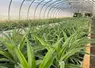 <em class="placeholder">Essai de plantation d'ananas au centre CTIFL de Balandran.</em>