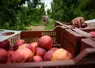 <em class="placeholder">Récolte de nectarines dans les Pyrénées-Orientales.</em>