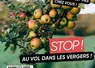 <em class="placeholder">Affiche pour prévenir les vols dans les vergers conçue par la préfecture de la Loire.</em>