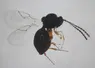 <em class="placeholder">Ganaspis femelle</em>