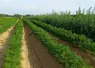 <em class="placeholder">Parcelle de carotte dans le Pas-de-Calais désherbée par l'Ara d'Ecorobotix, pulvérisateur en ultra-localisé.</em>