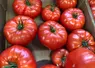 <em class="placeholder">Tomates côtelées dans un magasin de fruits et légumes.</em>