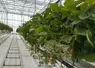 <em class="placeholder">La production de fraises devrait augmenter de 1900 tonnes en 2026, passant de 73 300  à 75 200 tonnes par rapport à 2025.</em>