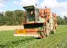 utomotrice pour la récolte des haricots verts et des flageolets. La machine transvide les haricots dans des camions pour un transfert sur la conserverie. Production de légumes de plein champ. Culture de haricot de conserve. Equipement. Panneau convoi agricole.