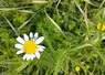 Bande fleurie composée notamment de marguerites, avec la présence d'un coléoptère pollinisateur de la famille des Oedemeridae.