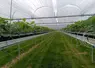 Pépinière de fraise, production de stolons à partir de plants mère en hors-sol développement atelier