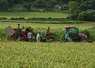 Récolte d'ail français