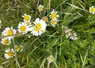 <em class="placeholder">collecte semences végétation sauvage origine locale bande fleurie auxiliaire biodiversité</em>