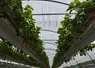 <em class="placeholder">Production de fraises sous abri en Lot-et-Garonne</em>