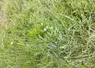 <em class="placeholder">bande fleurie végétation sauvage locale arboriculture pomme verger auxiliaires pollinisateurs biodiversité bassins Massif armoricain et parisien sud</em>