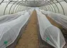 <em class="placeholder">Essai de culture de tomate en tunnel nantais avec voile P17 dans les Pyrénées-Orientales.</em>