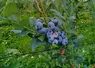<em class="placeholder">Un myrtillier en production.</em>