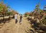 <em class="placeholder">En Dordogne, les vergers de prune, pomme, poire et noix ont particulièrement été touchés par les vagues successives de fortes chaleurs.</em>