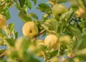 Branche de pommier avec des pommes jaunes. 