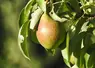 Photo de poire verte et marron sur une branche de poirier.