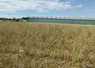 Ray-grass Italie couvert interculture maraichage plein champ Nantes adventice diversification succession culturale