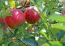 <em class="placeholder">Deux pommes rouges sur une branche de pommier.</em>
