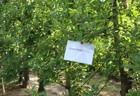 <em class="placeholder">Tests sur pommier au CTIFL</em>
