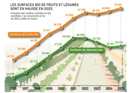 D’après les derniers chiffres de l’Agence Bio, les surfaces de fruits s’élèvent à 70 519 hectares en 2025 et à 43 022 hectares en légumes.