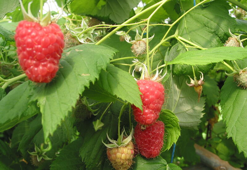 Purée de framboise BIO sans sucres ajoutés BIO SICOLY®