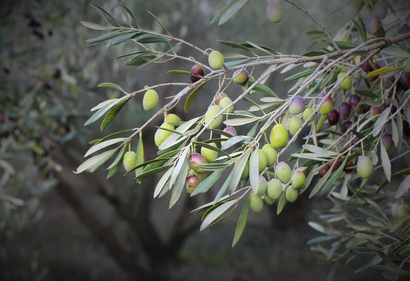olives en branche