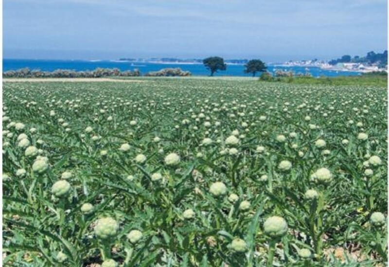 Le petit pois  Légumes maraîchers Prince de Bretagne