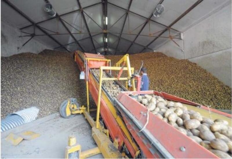 La culture des pommes de terre en sac en 9 étapes