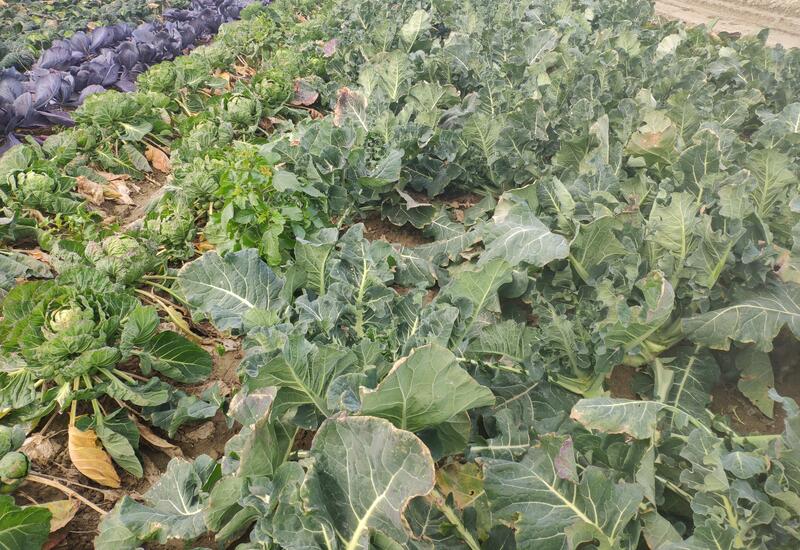 Le brocoli - Chou d'été  Légumes Prince de Bretagne
