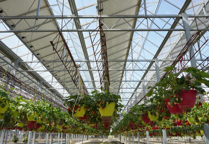 Une serre solaire conçue pour produire des légumes à l'année