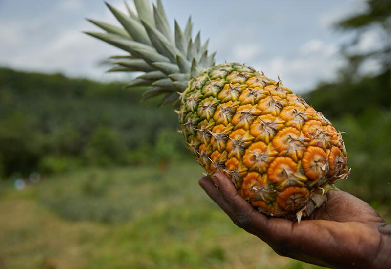 L'ananas, le fruit du « Nouveau Monde »  Ministère de l'Agriculture et de  la Souveraineté alimentaire