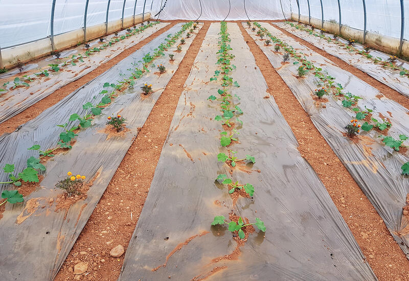 Un essai conduit en 2022 semble indiquer un intérêt du basilic demi-nain « Pistou » et du lavandin comme plantes répulsives. A confirmer dans de futurs travaux.