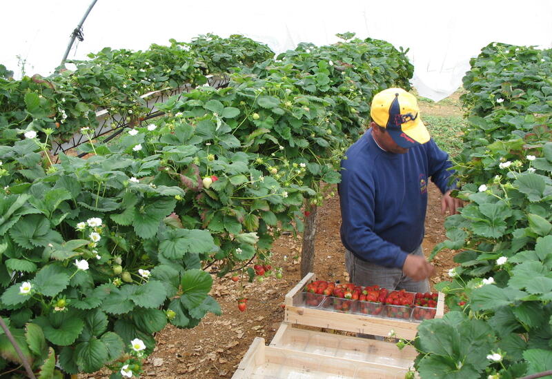 Un métier de cueilleur de fraise ne s’apprend pas en deux heures. Il faut de la pratique. © RFL