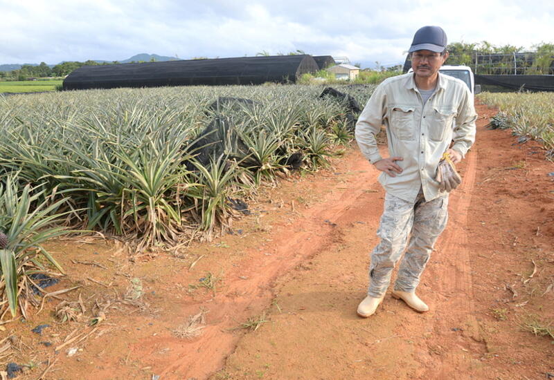 Concurrencé par l'ananas de Philippines, la production d'Okinawa connaît un léger rebond depuis 2011 malgré le manque de main-d’œuvre sur l'île.   © T.Joly
