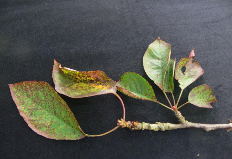 Les feuilles atteintes de cylindrosporiose présentent des petites taches violacées arrondies. © Estación Fitopatolóxica Do ...