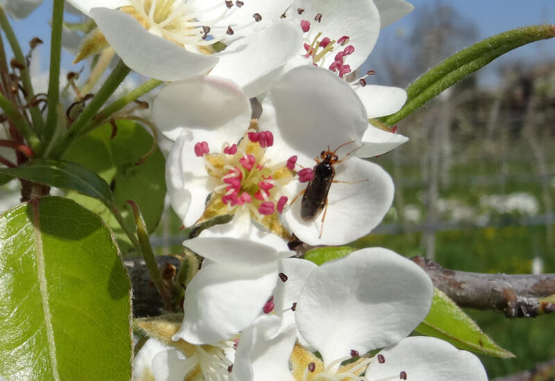 En avril-mai, les femelles déposent un œuf par fleur puis les larves  se développent dans la chair des jeunes fruits. © Grab