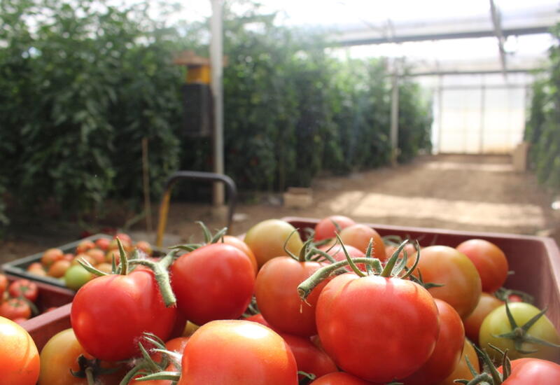 La tomate est l'espèce maraîchère la plus consommatrice de produits de biocontrôle et d'auxiliaires dans les fermes Dephy. © A. Lasnier