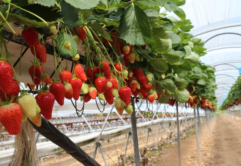 Les surfaces de production de fraise progressent légèrement de 2% en France, comme dans d'autres pays européens. 