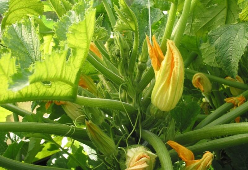 Contrairement à la tomate, les fleurs de courgettes et melons contiennent du nectar et sont très attractives pour les pollinisateurs. 