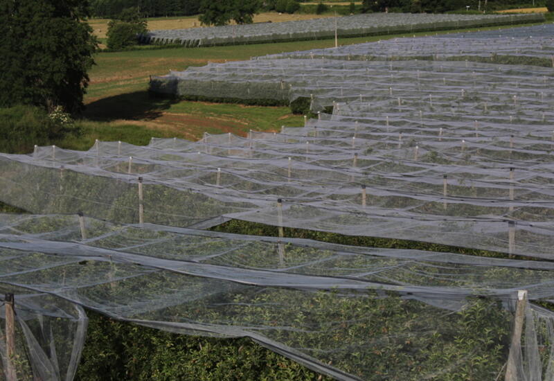 En Corrèze, un verger de pommier nécessite 1200 m3/ha en année climatique normale et 2150 m3/ha en année climatique très sèche. © RFL