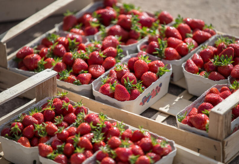 L'Allemagne est le troisième pays producteur de fraises en Europe. Près de 20 % des surfaces de fraises sont localisées en Basse-Saxe. © VSSE e.V./Christoph Göckel