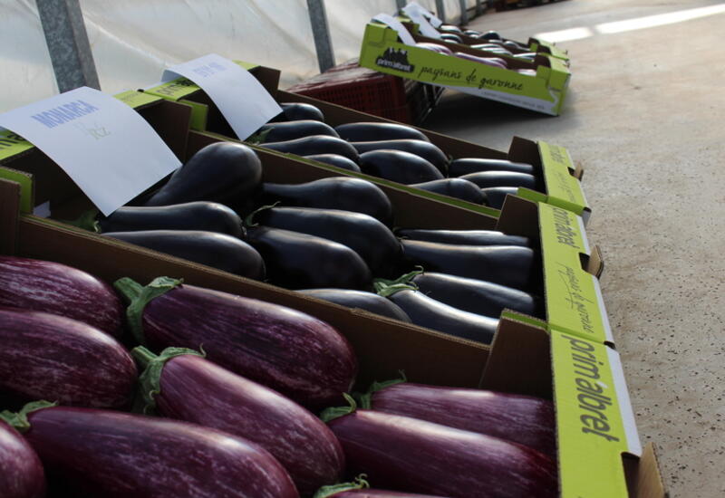 Malgré une forte croissance de production, l’aubergine française approvisionne à moins de 40 % son marché intérieur, estimé à plus de 65 000 tonnes.
