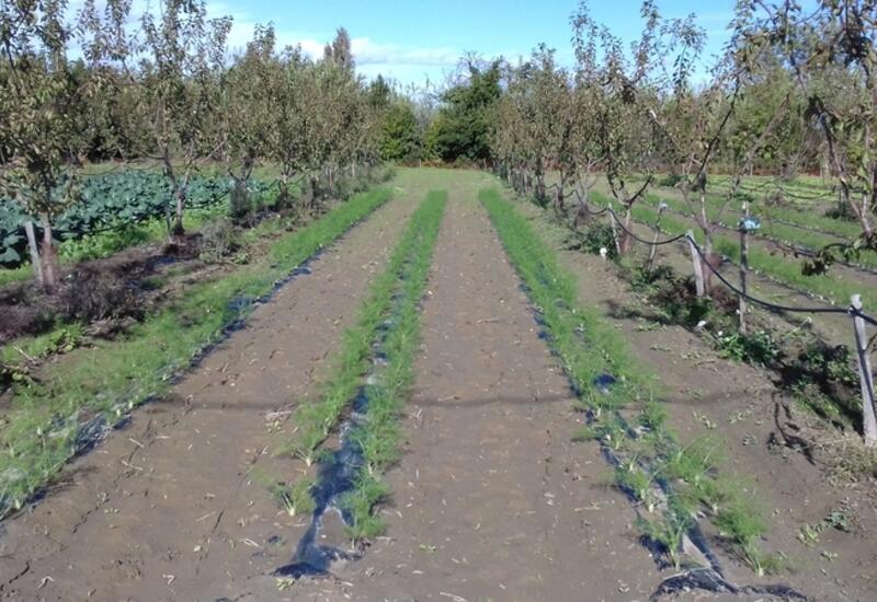 Marforest étudie la faisabilité d’insertion de cultures en vergers bio d’abricotiers et d’amandiers en région méditerranéenne, comme ici du fenouil planté en septembre dans un verger d’abricotiers sur le site de La Centrex (66). © Sica centrex