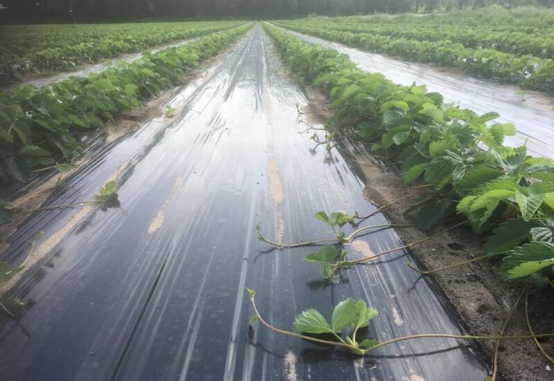 Les stolons servant à fabriquer les trayplants et mottes sont prélevés sur les pieds mères cultivés principalement en pleine terre jusqu’à présent. © Anjou Plants