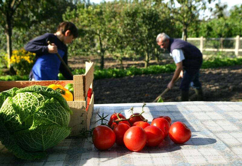 Les jardiniers produisent un volume de tomates de l'ordre de 400.000 tonnes, selon une estimation du CTIFL. © DR